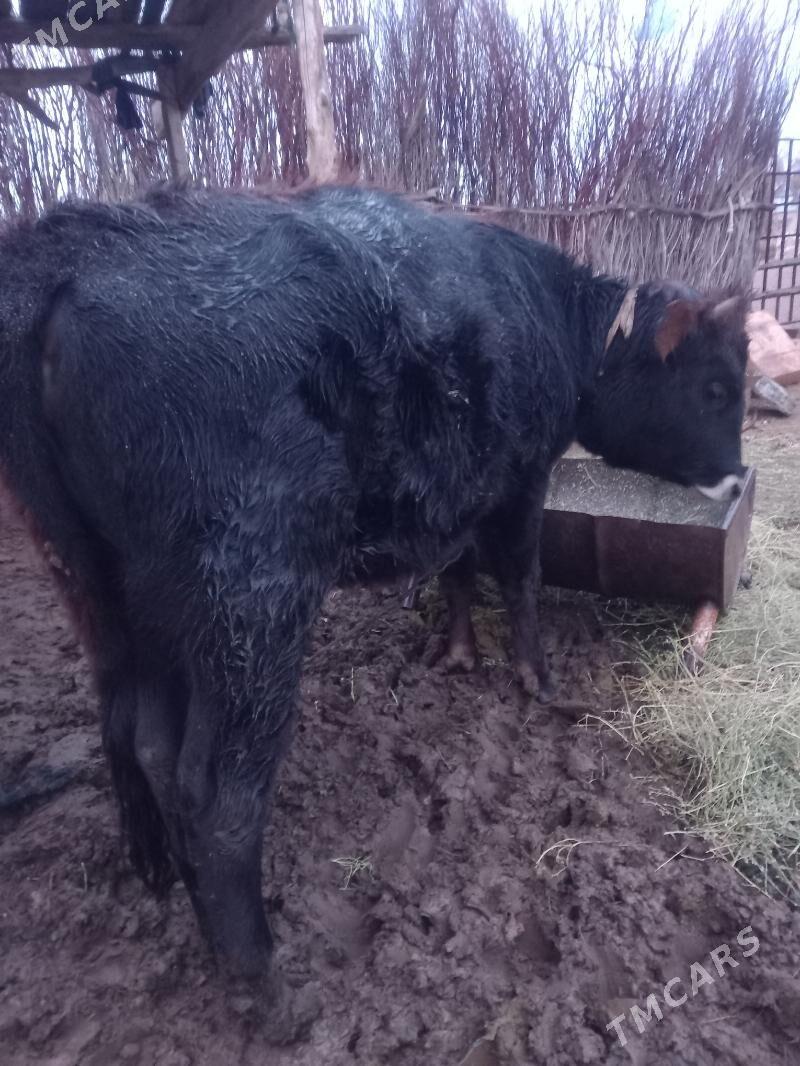 Tuwe - Babadaýhan - img 1