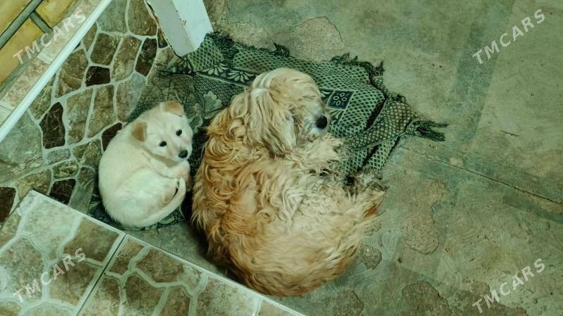 Güjük çaga - Сакарчага - img 1