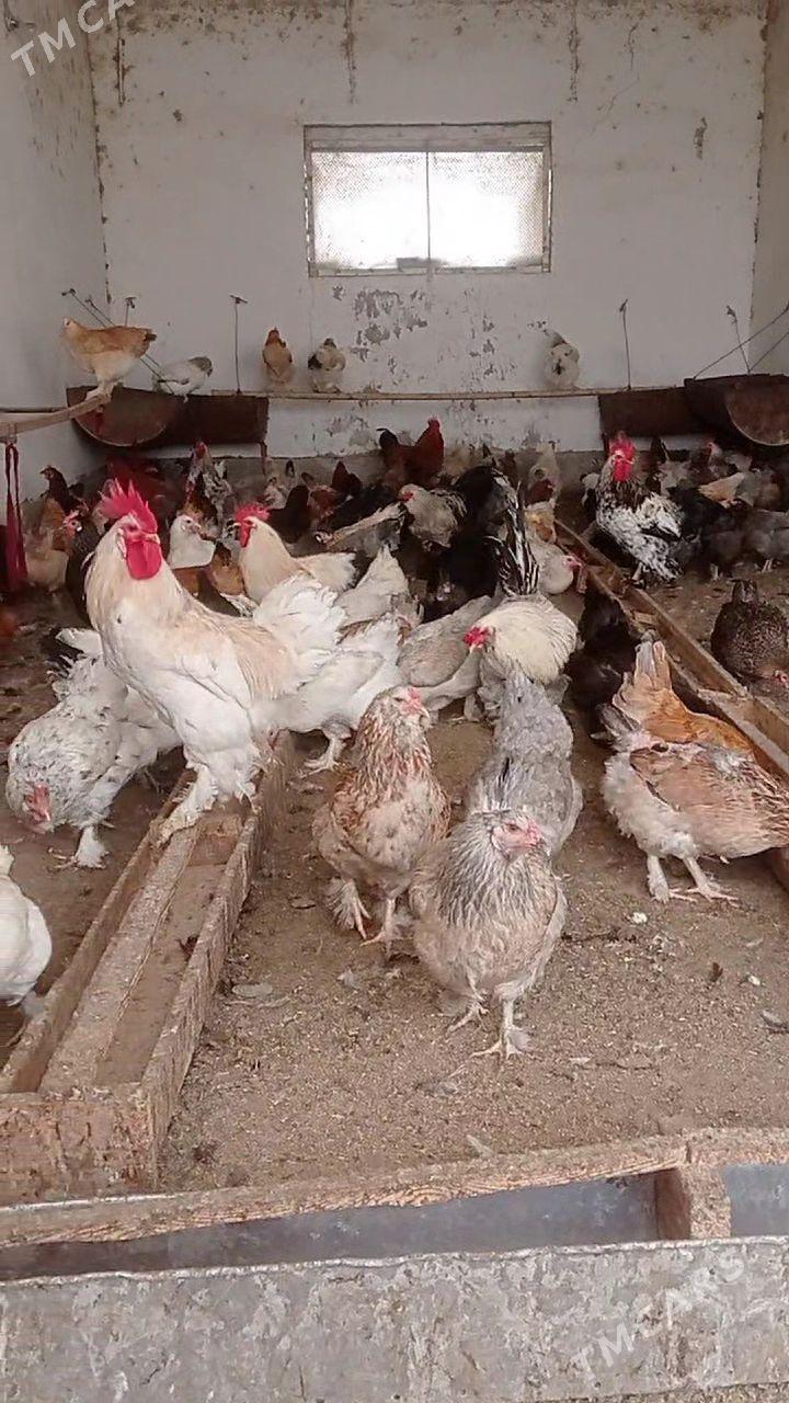 Towuk jüje çykaryaryn - Байрамали - img 1