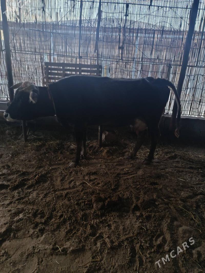 Goleli sygyr - Gyzylarbat - img 1