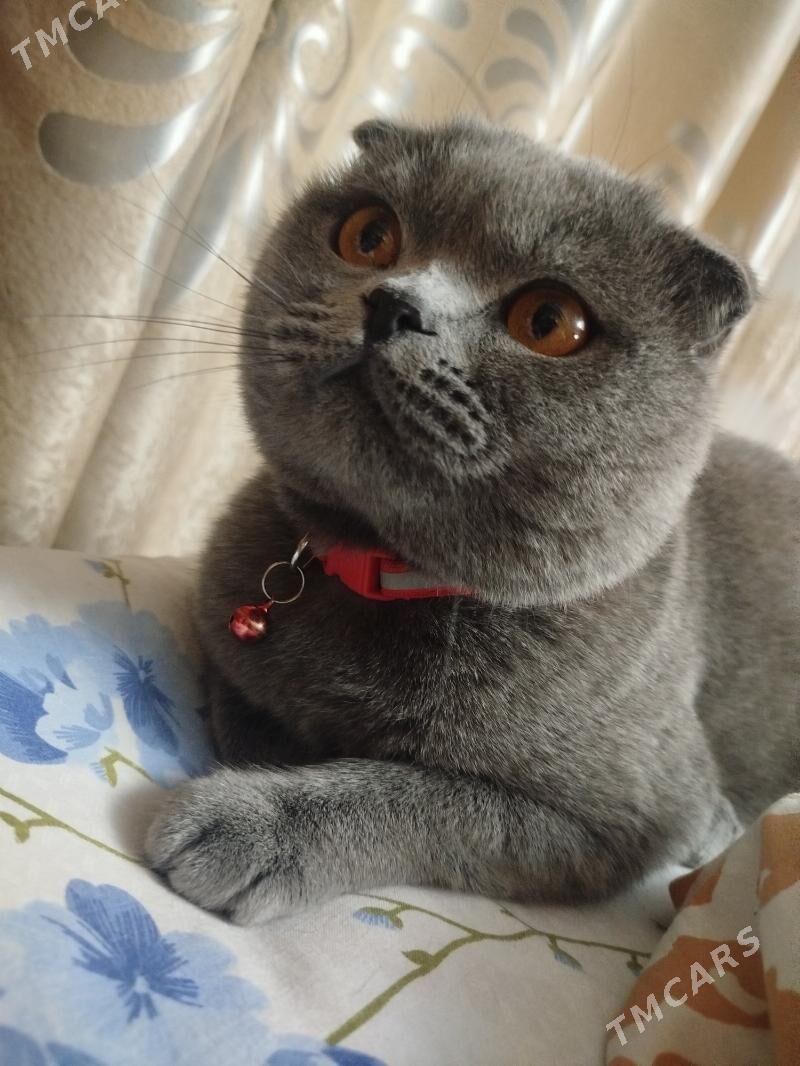 Shotlandskiy veslauhi - Çärjew - img 1