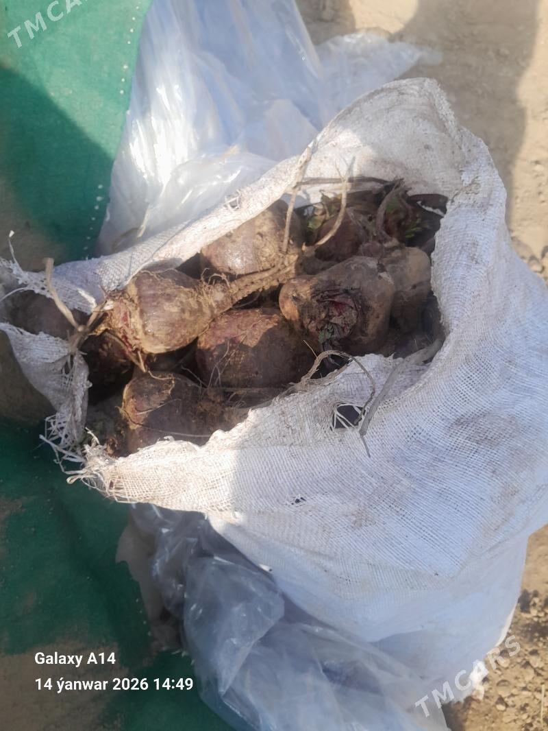 Şugundur - Tejen - img 1