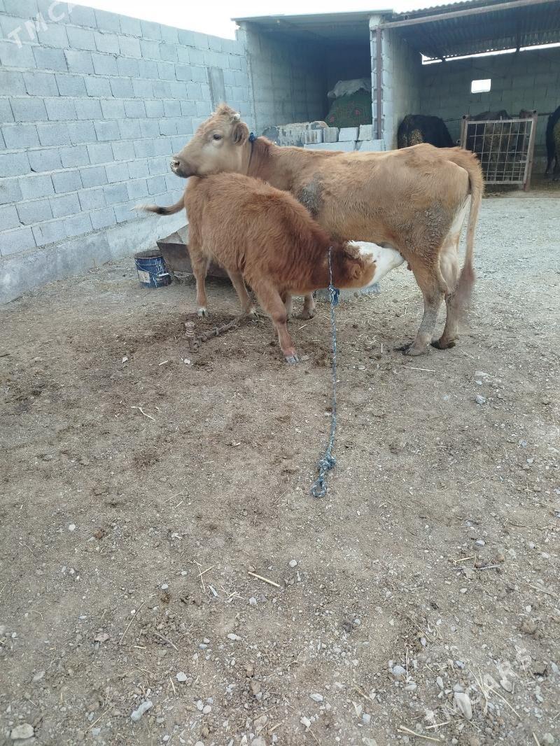 Göleli sygyr - Бахарден - img 1