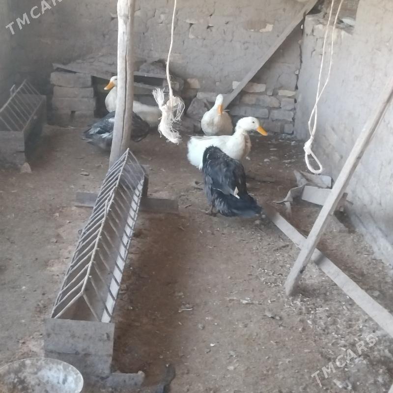 gak gak - Векильбазар - img 1