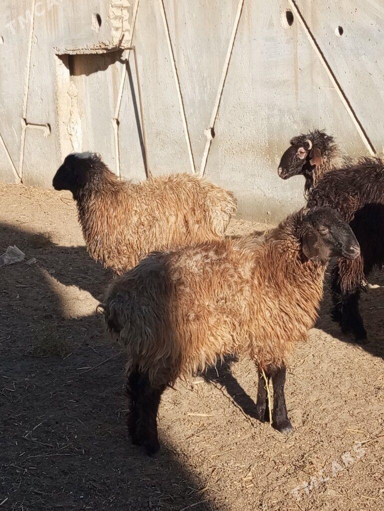 Tokly - Балканабат - img 1