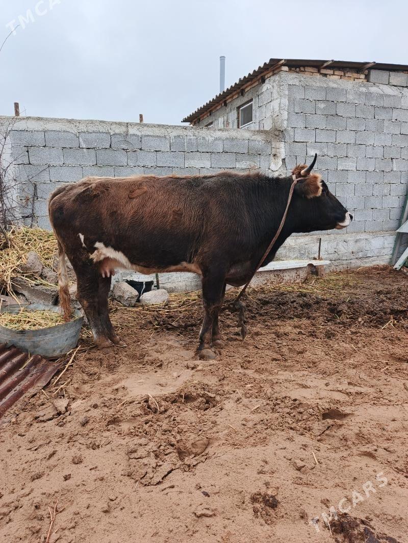 goleli sygyr - Чоганлы - img 1