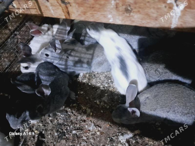 tovsan - Türkmenabat - img 1