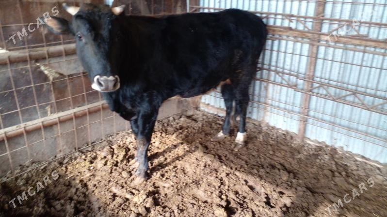 2 okuz - Векильбазар - img 1