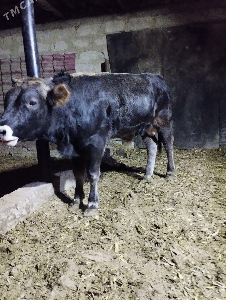 okuz - Büzmeýin - img 1