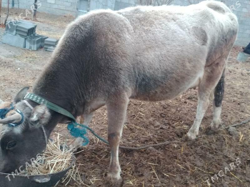 Bogaz Sygyr 8 ay - Анев - img 1