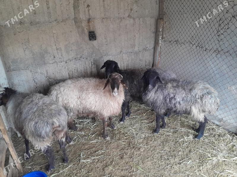 Goÿyn - Gökdepe - img 1