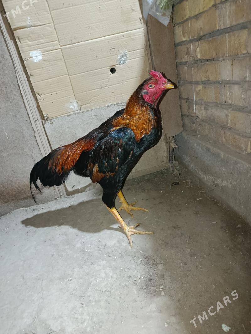 horaz - Şabat etr. - img 1