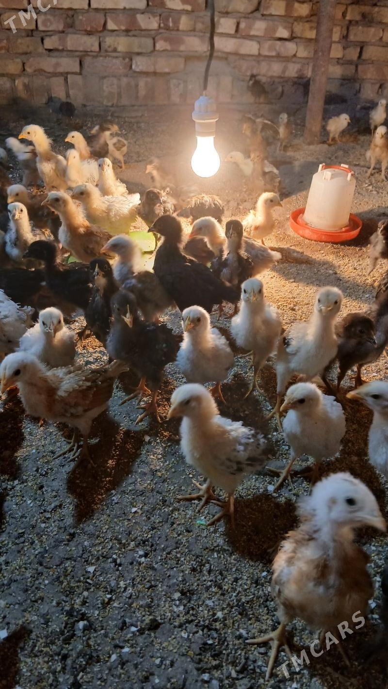 1 айлык товук жуйже - Чарджоу - img 1