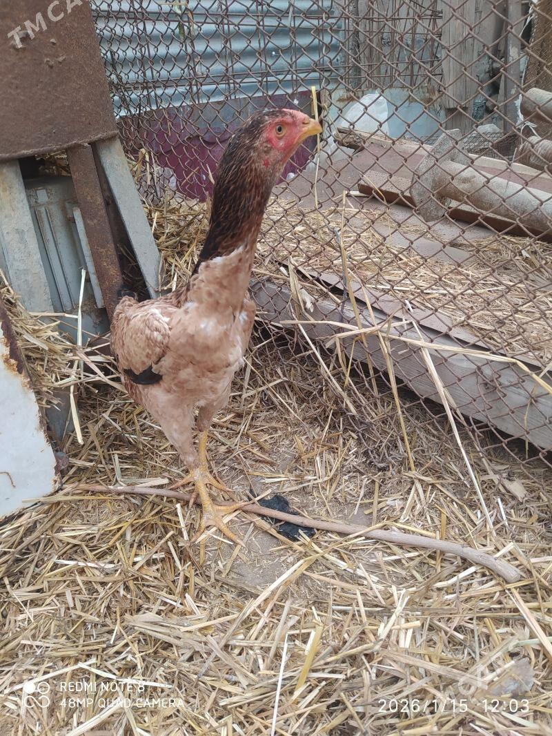 bayes towuklar - Туркменабат - img 1