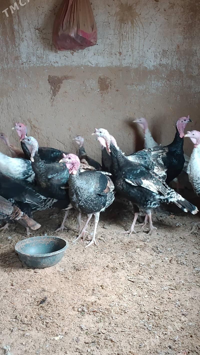 null - Baýramaly - img 1