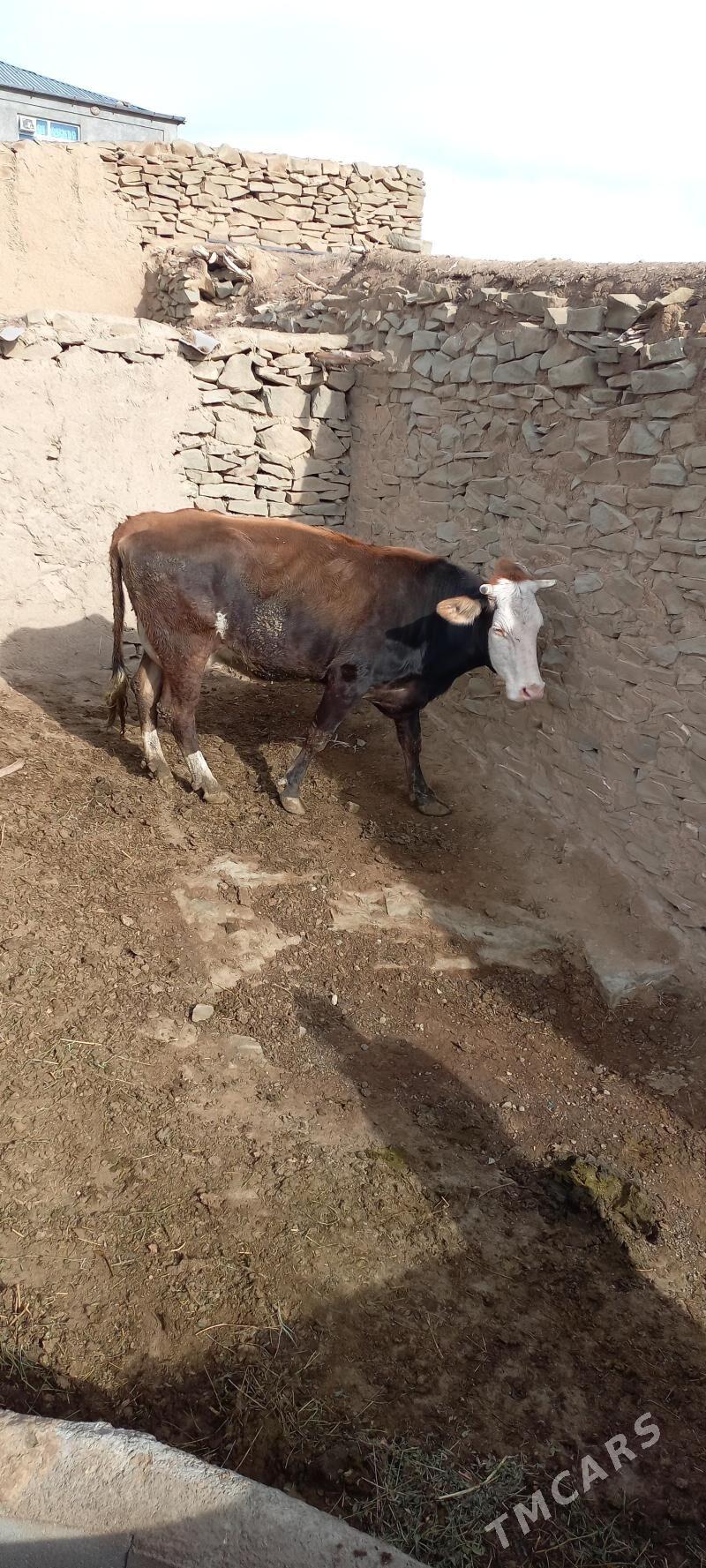 sigr okiz - Bäherden - img 1