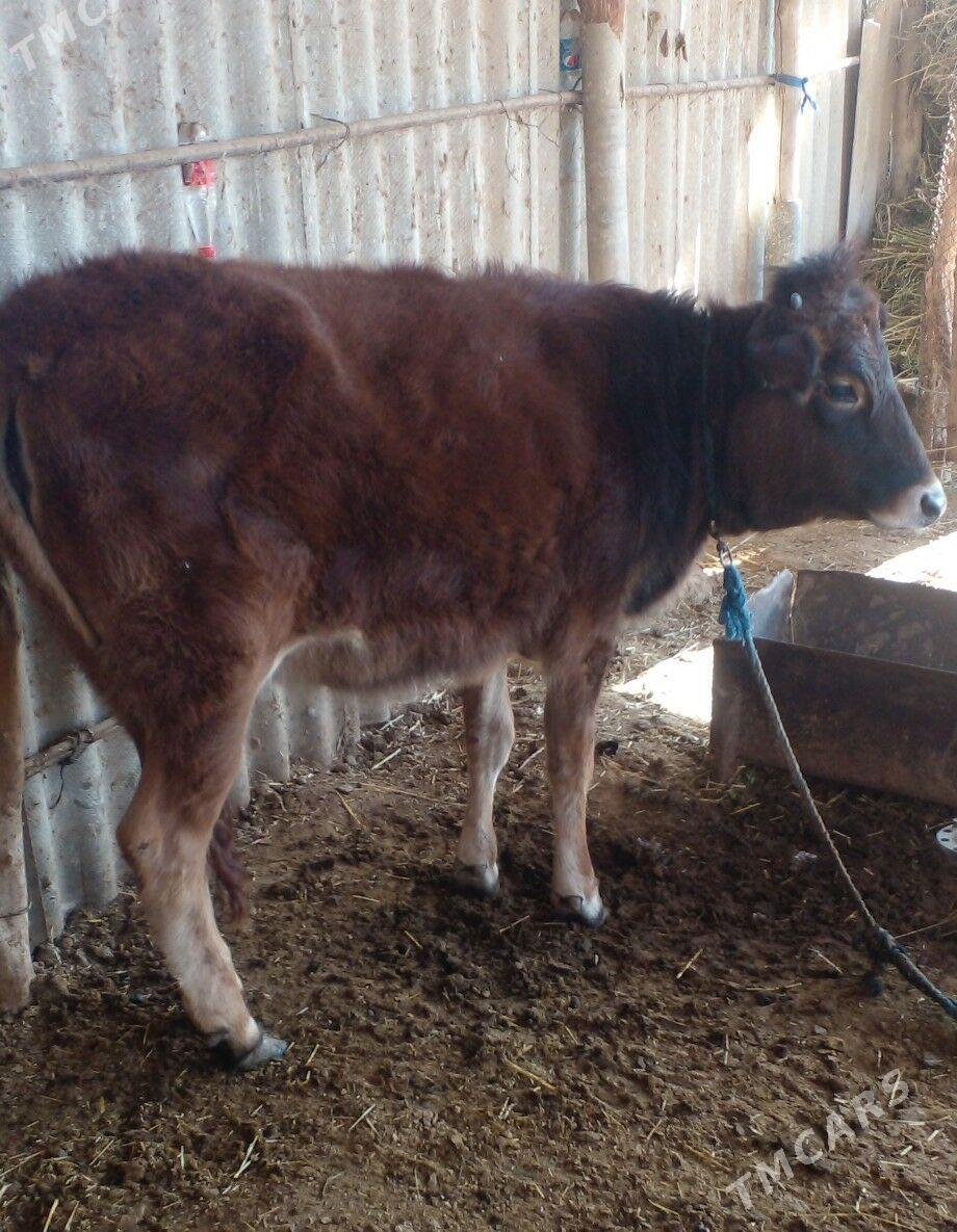 Tüwe - Babadaýhan - img 1