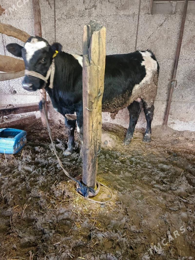 Öküz - Херрикгала - img 1