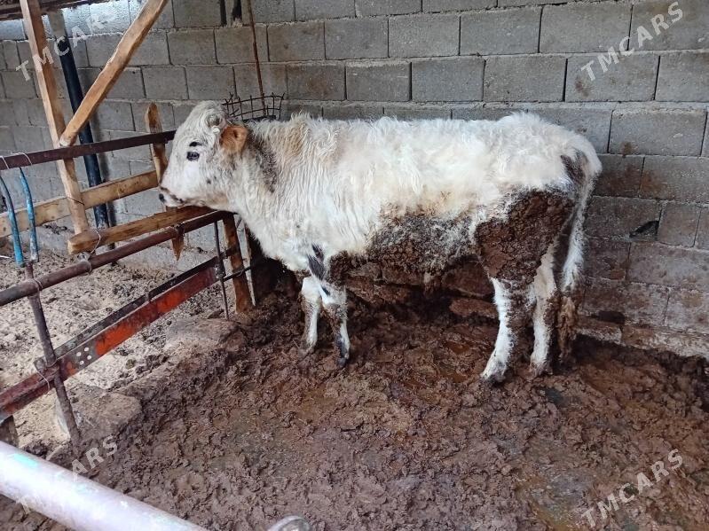 Okuz - Gökdepe - img 1