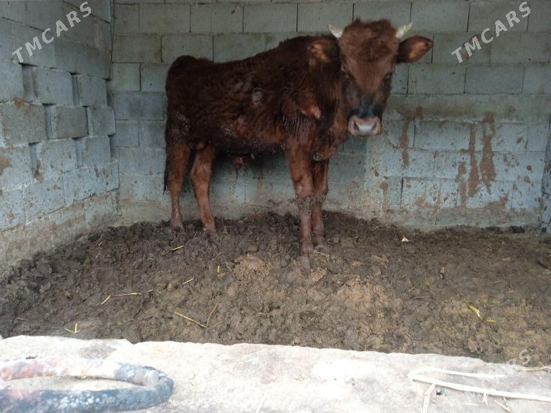 öküz - Ашхабад - img 1