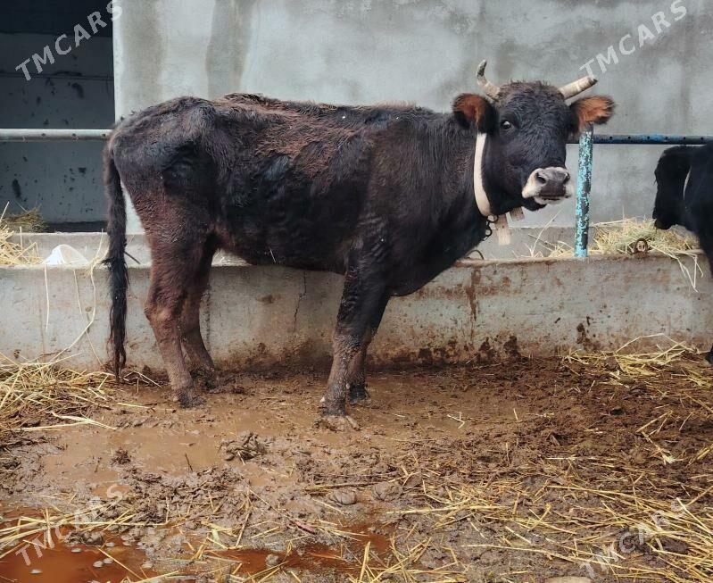 Sygyr gysyr - Gökdepe - img 1