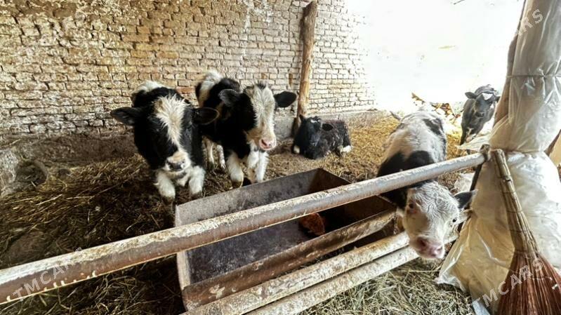 окузчелер - Çärjew - img 1