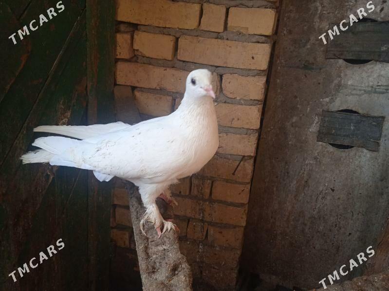 kepder - Туркменабат - img 1