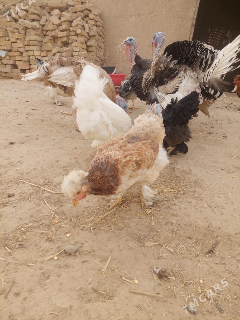 towuk - Baýramaly - img 1