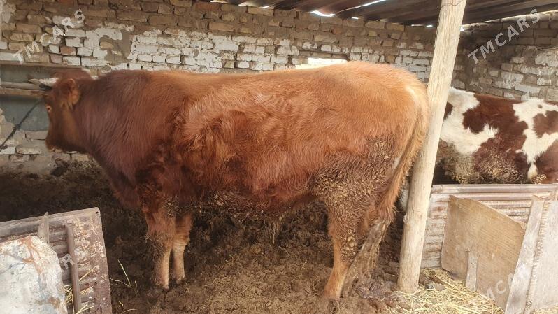 okuz - Çärjew - img 1