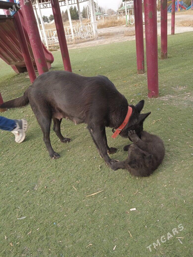 ŷewra peŷiski awçarka - Туркменабат - img 1