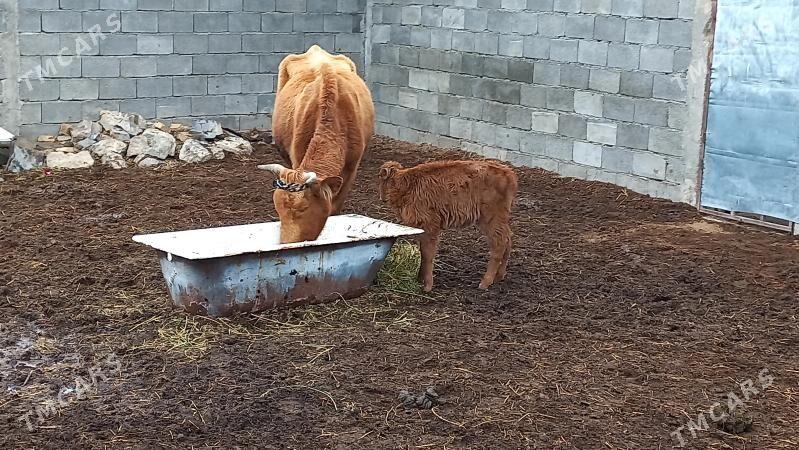 Göleli sygyr. - Ашхабад - img 1