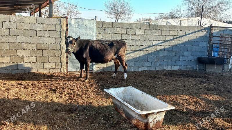 Ala sygyr. - Aşgabat - img 1