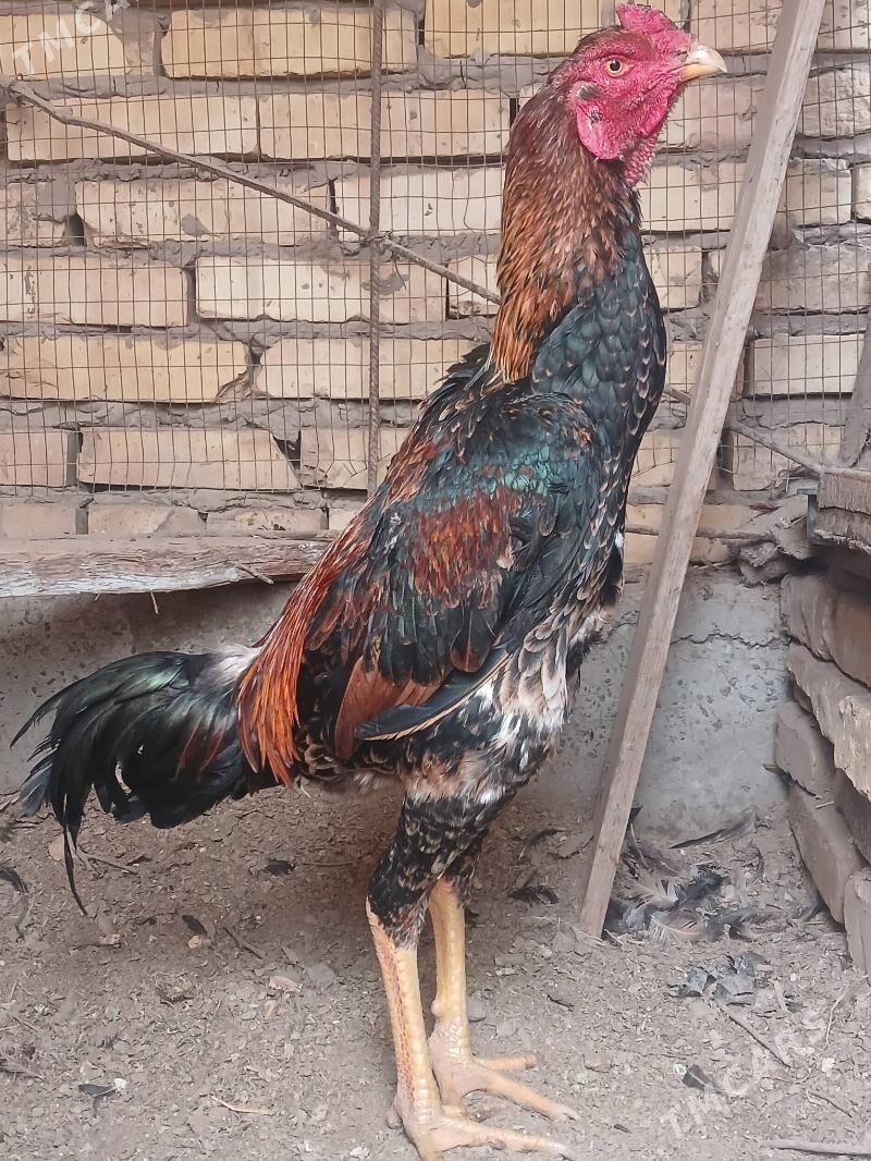 boyes juje - Туркменабат - img 1