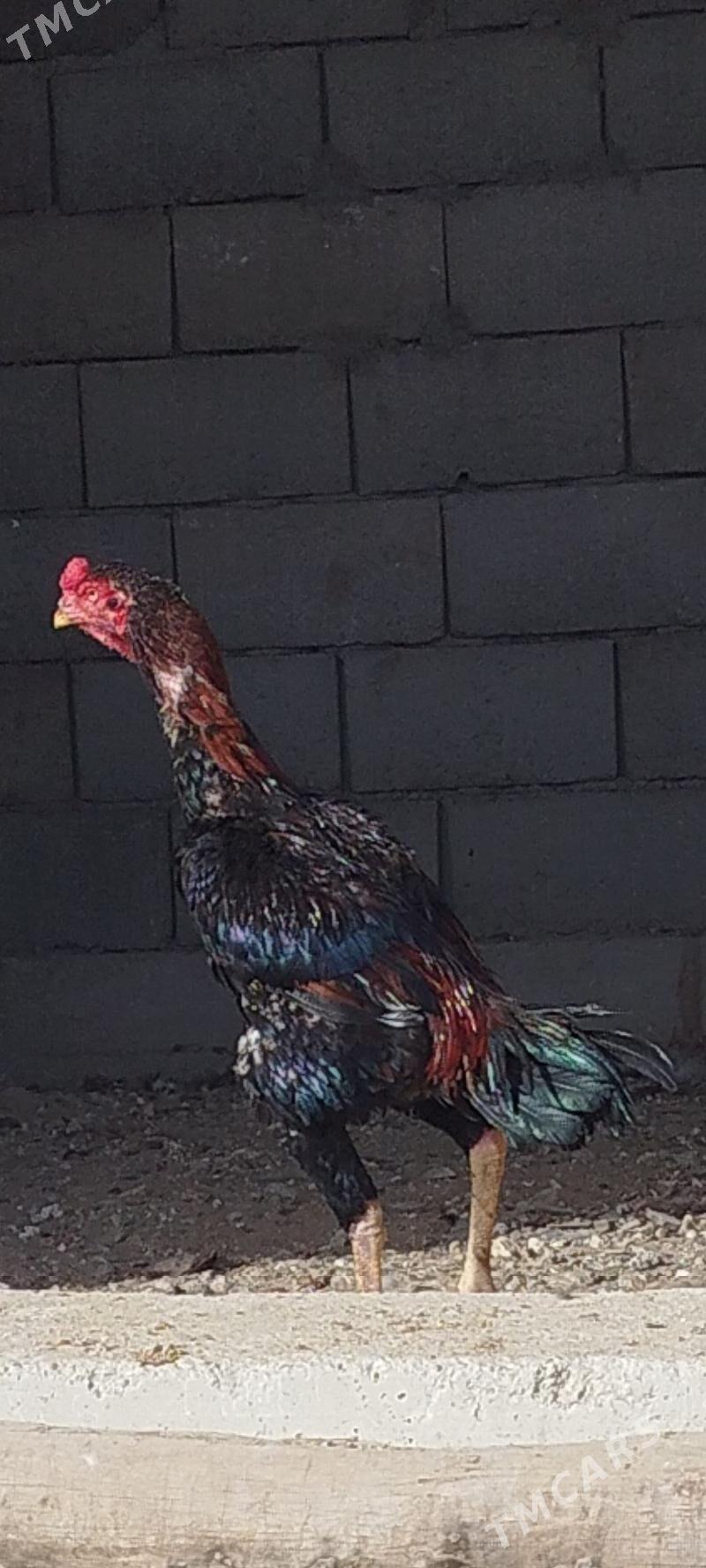 horaz - Балканабат - img 1