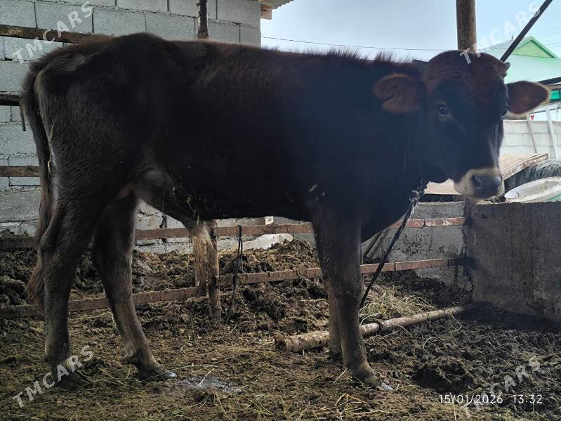 okuz - Çoganly - img 1