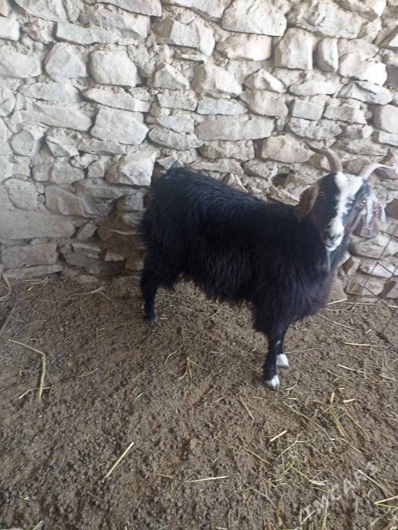 Semiz geci - Bereket - img 1