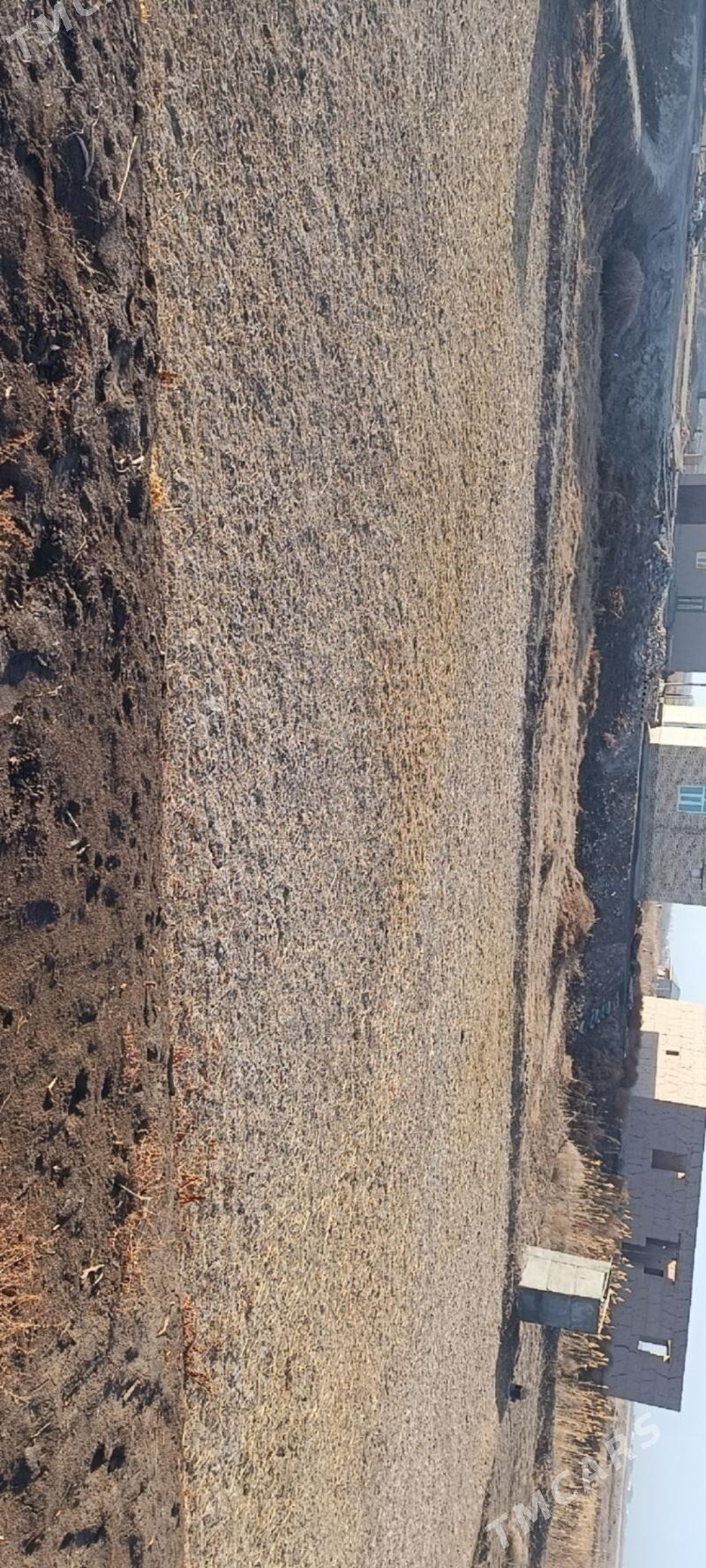 MELLEK - Гороглы (Тагта) - img 1