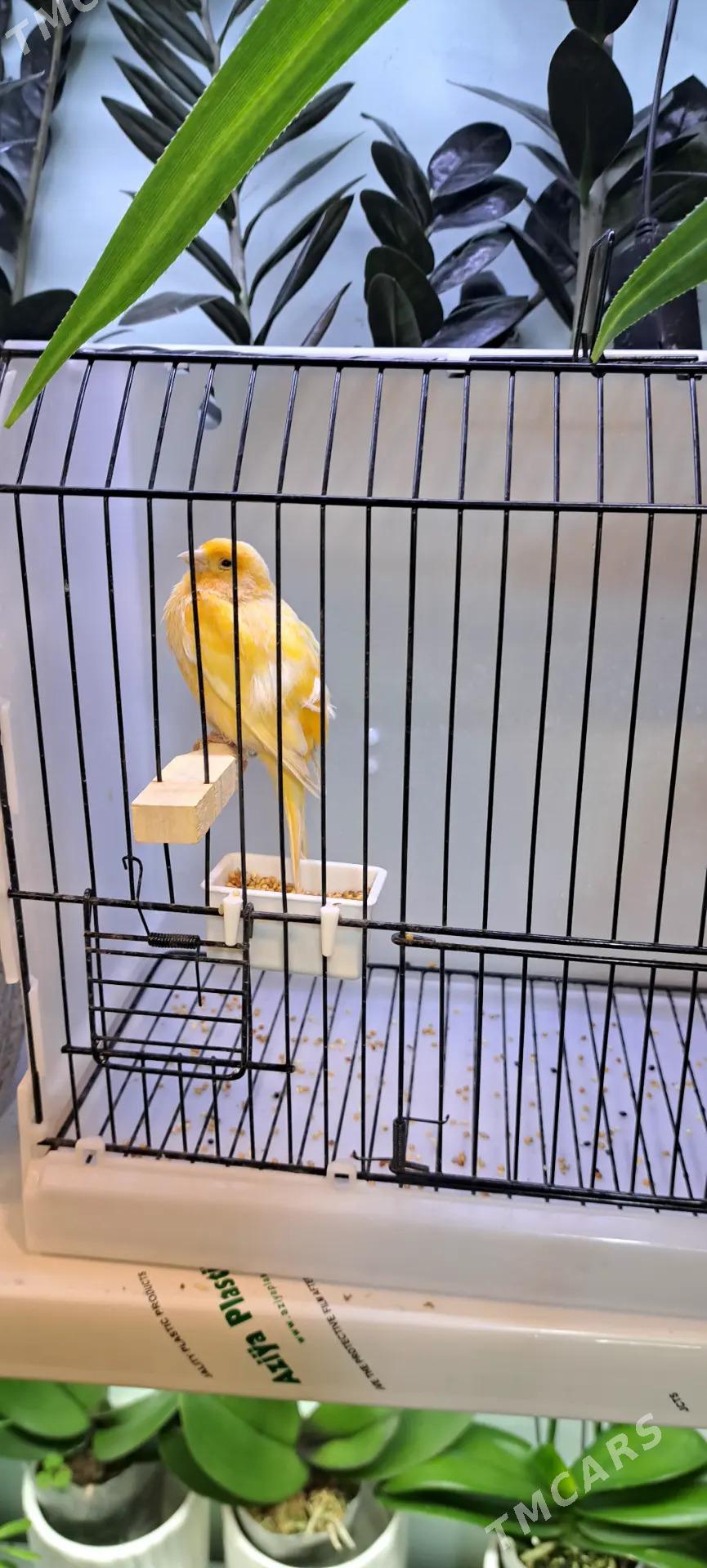 кеноры - Ашхабад - img 1