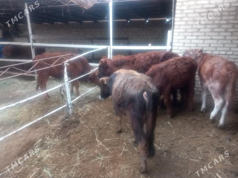 öküzler ve sygyrlar - Мары - img 1