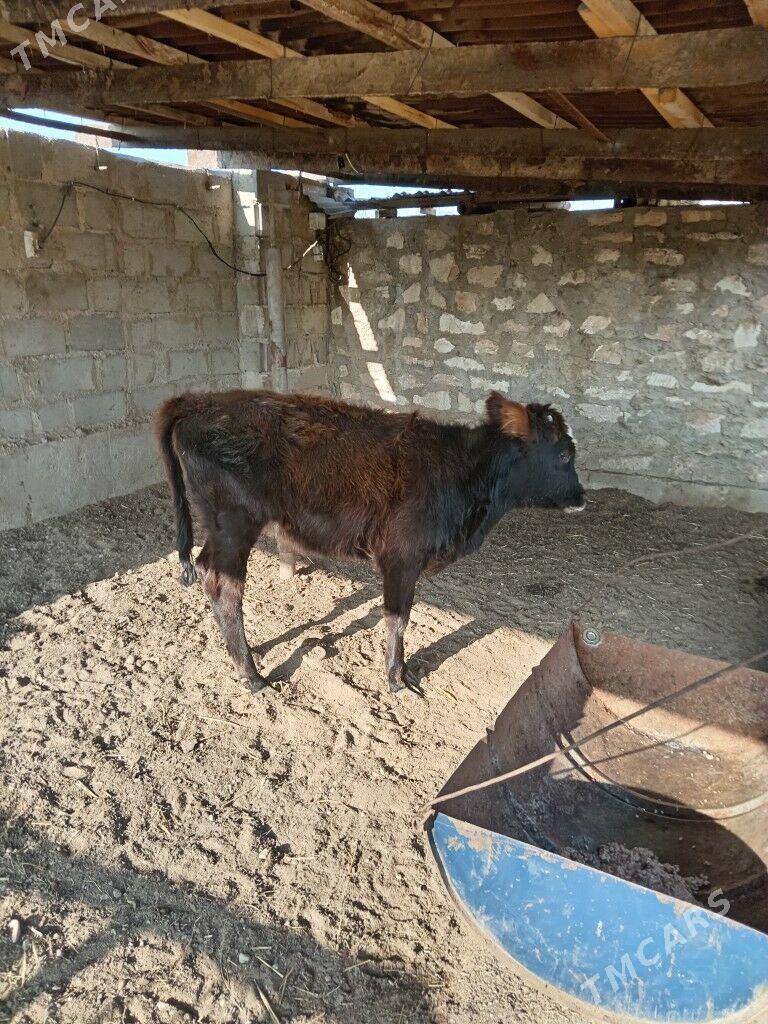 Gaçar - Balkanabat - img 1