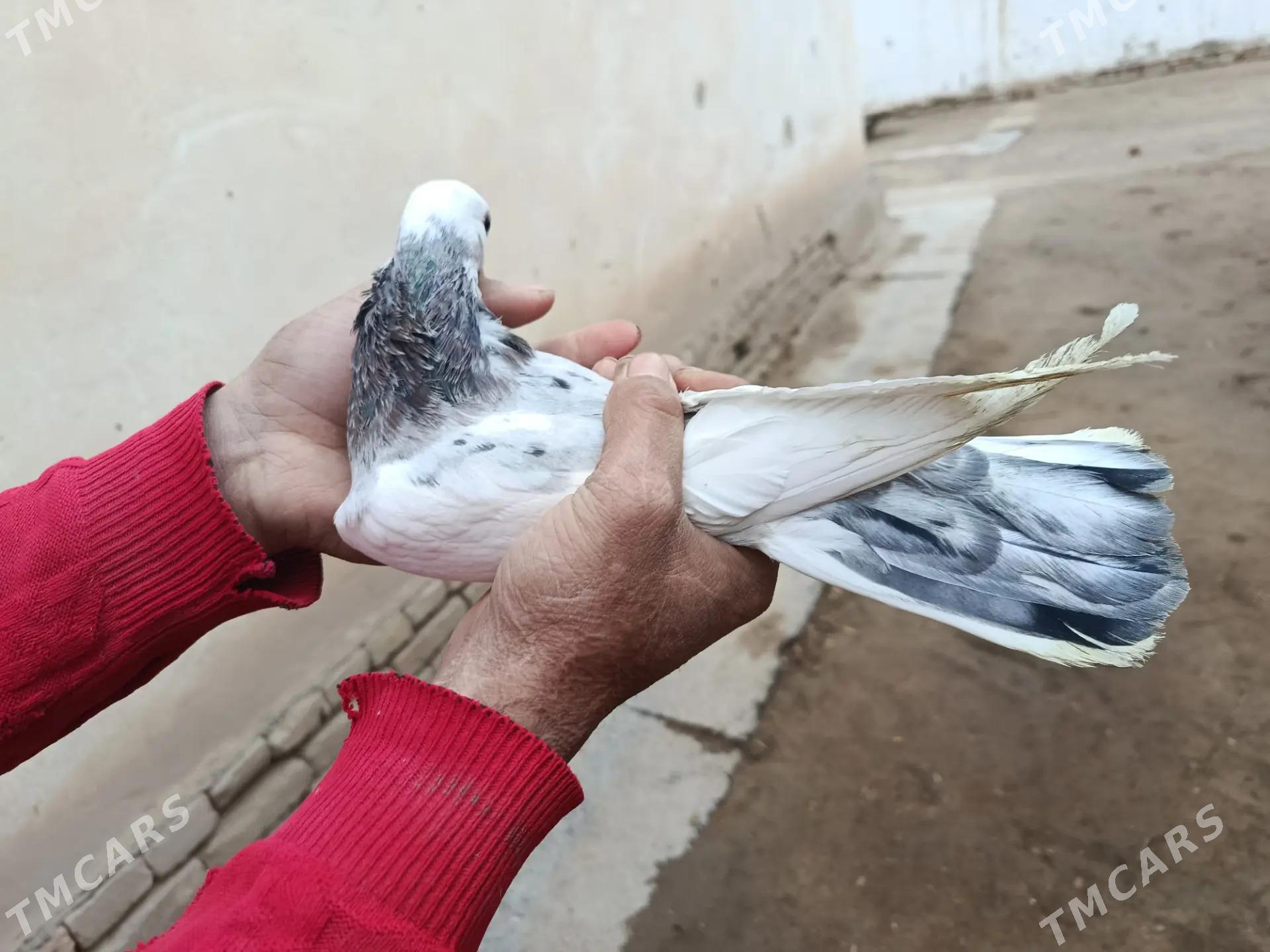 kepderi - Мары - img 1