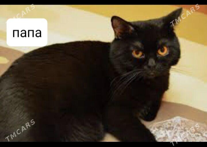 домашние животные - Aşgabat - img 1