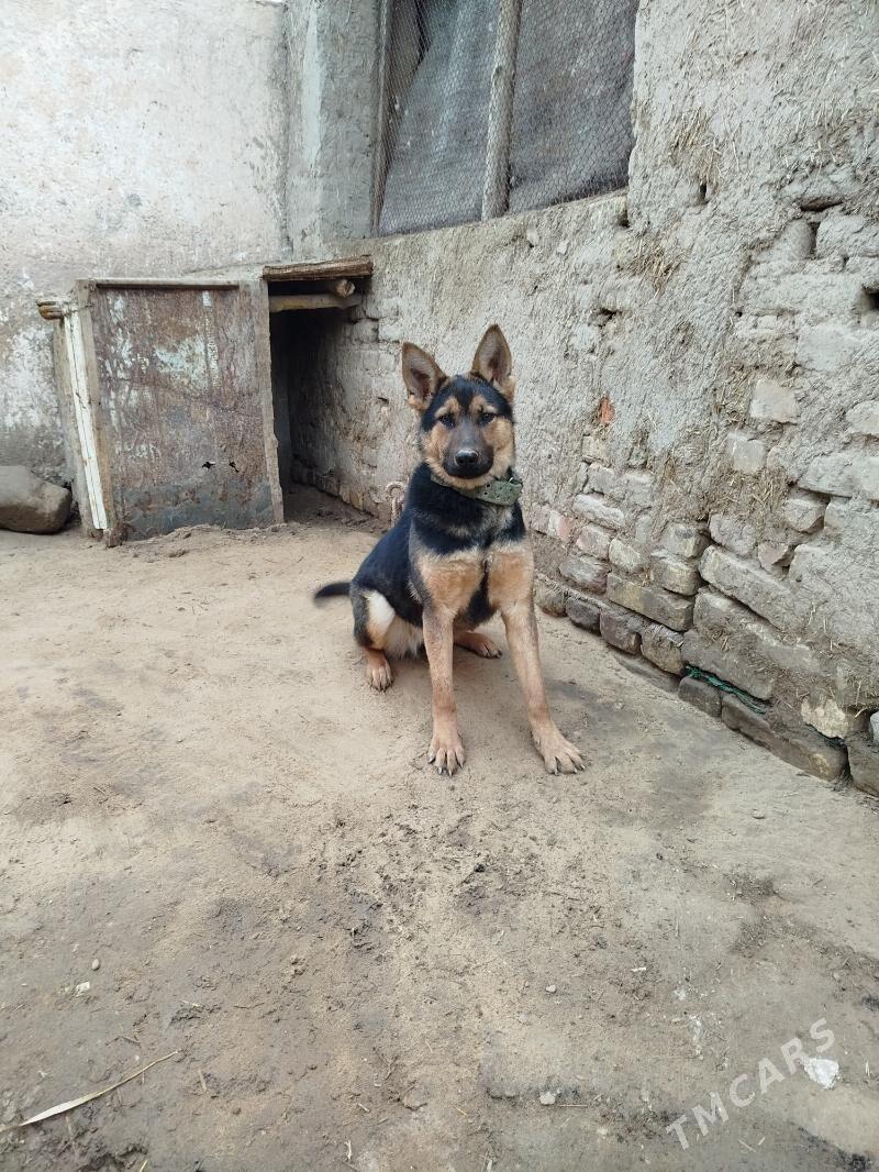 it apjarka - Гороглы (Тагта) - img 1