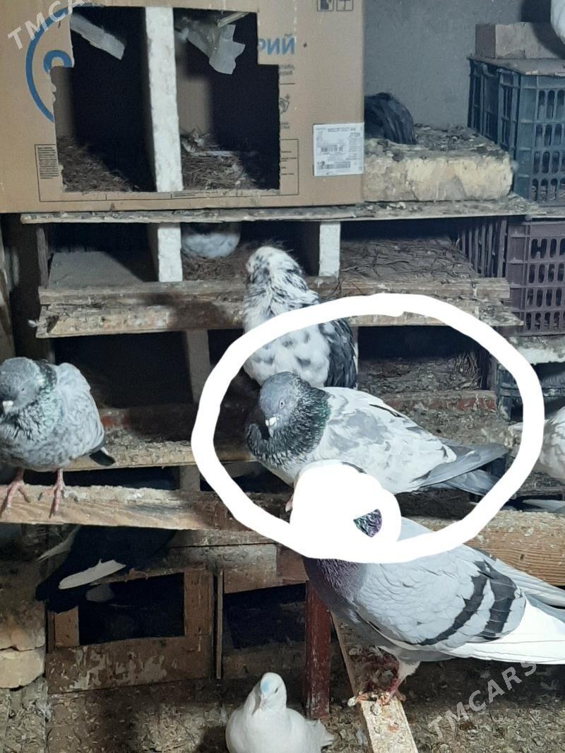 kepderi - Şatlyk - img 1