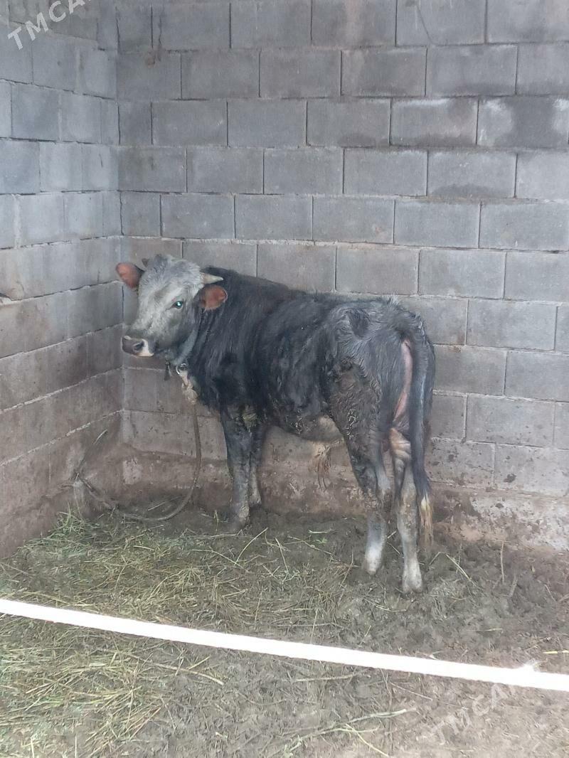 ökuz - Gökdepe - img 1