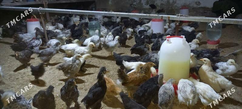 JÜÝJE 2 AÝLYK - Türkmengala - img 1