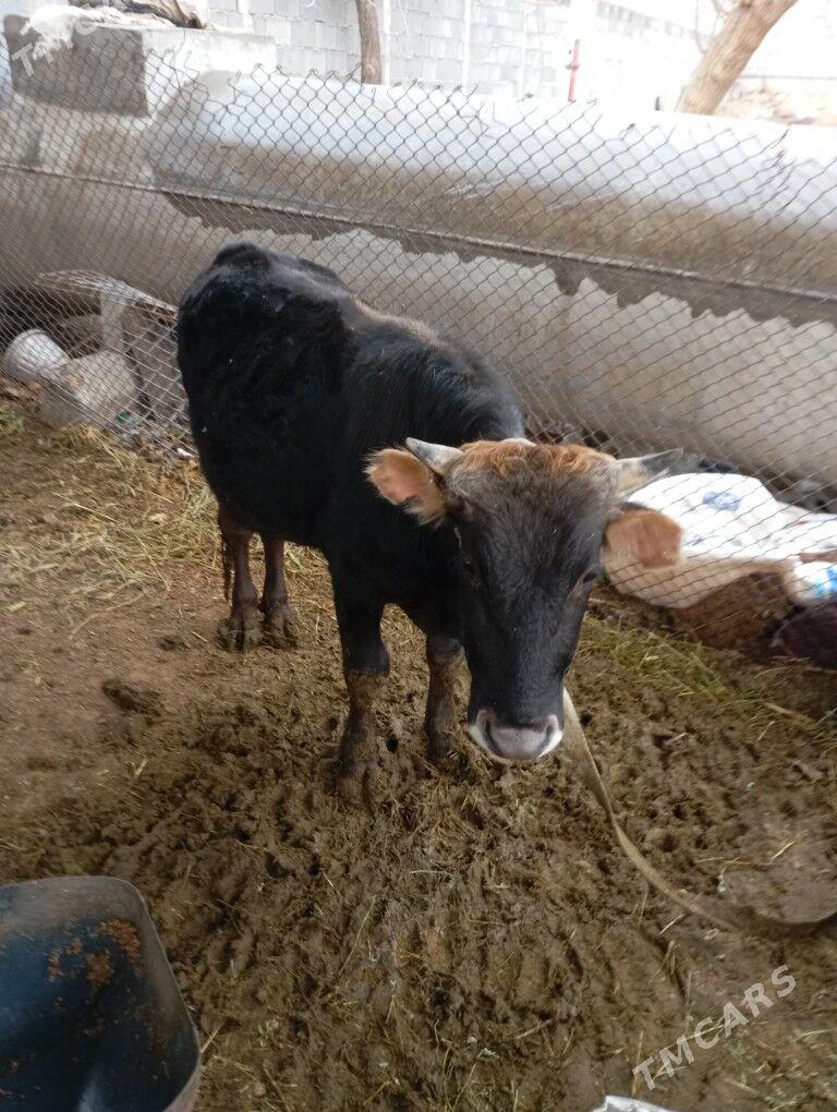 okiz - Чоганлы - img 1