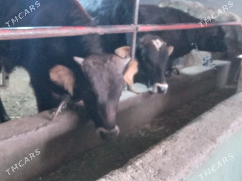 tohym 6.mal. - Büzmeýin - img 1