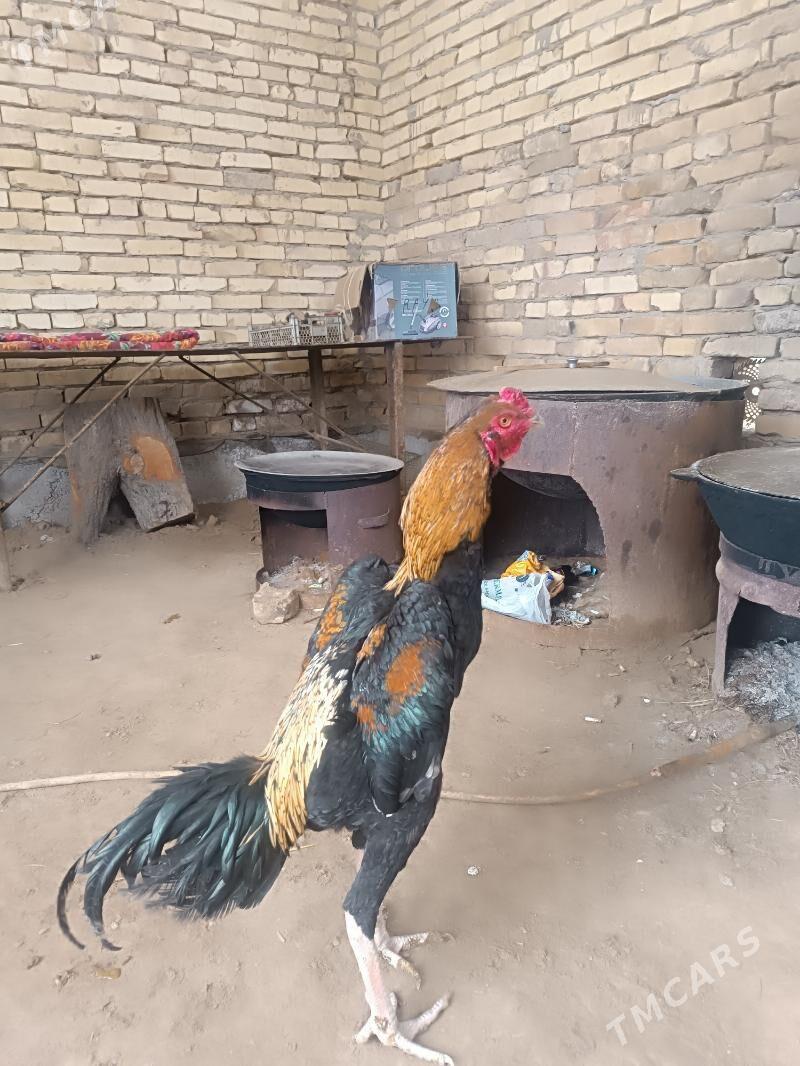 horaz jüje - Дянев - img 1