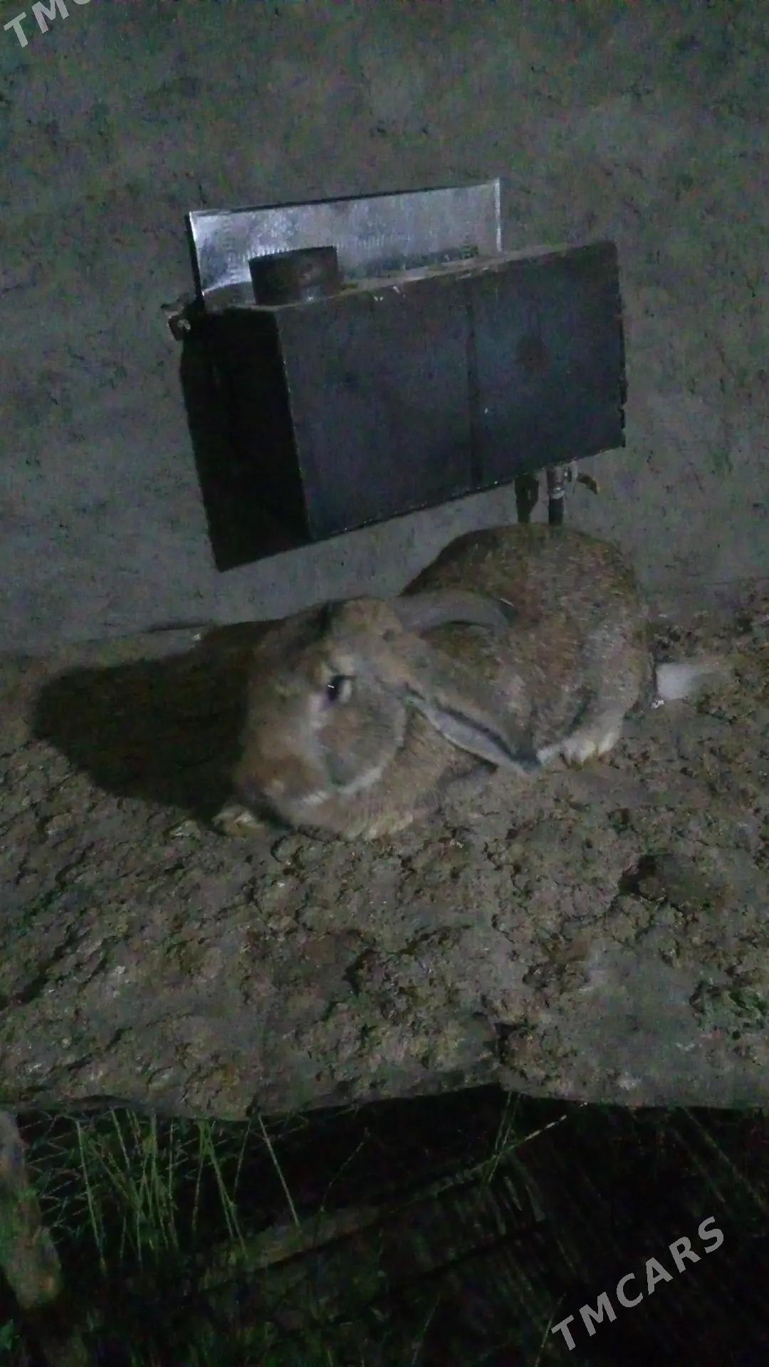 Flander. flander bn garysan to - Мургап - img 1